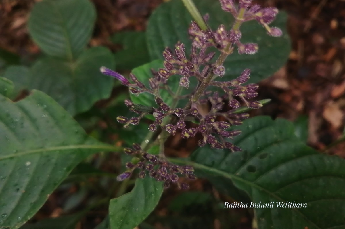 Gymnostachyum paniculatum T.Anderson